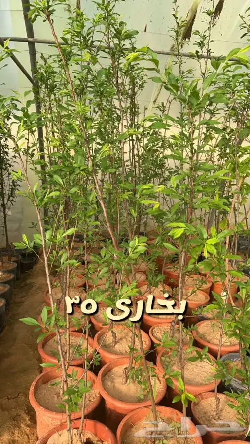 اشجار مثمره. 0