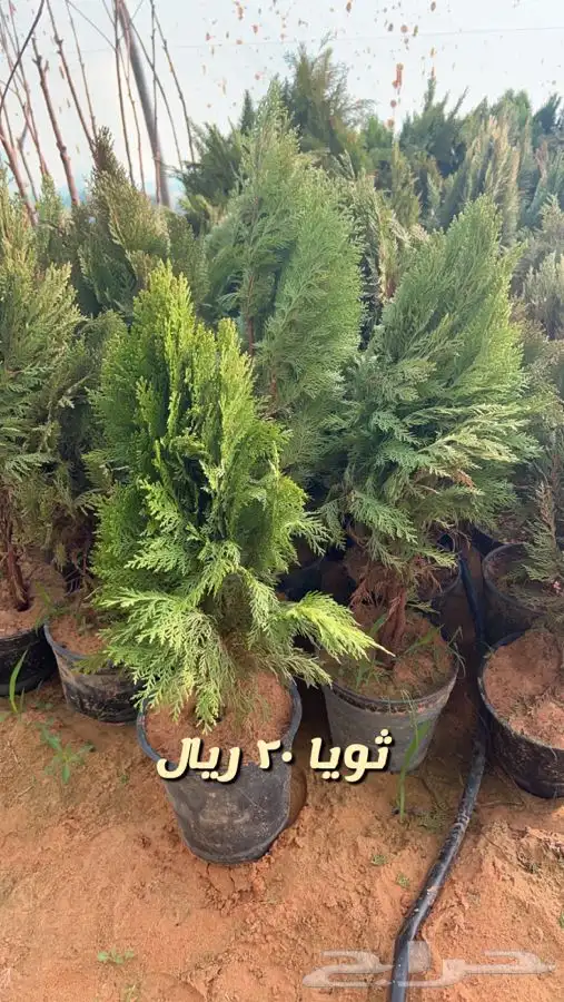 اشجار مثمره. 6