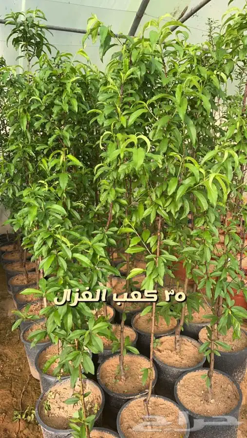 اشجار مثمره. 3