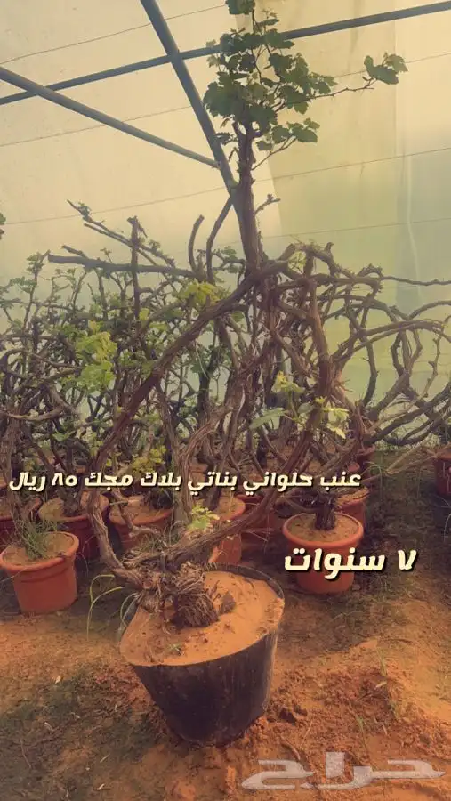 اشجار مثمره. 8