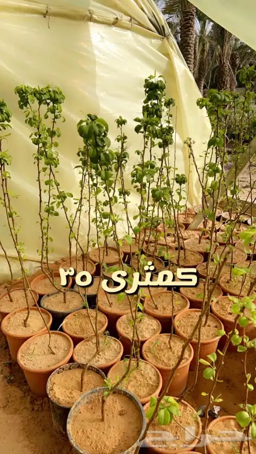 اشجار مثمره. 1