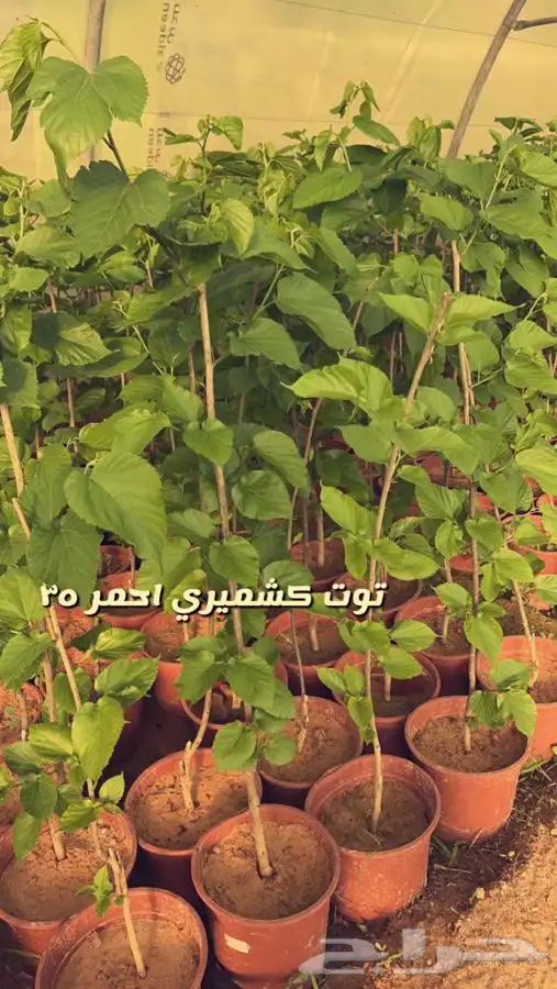 اشجار مثمره. 7