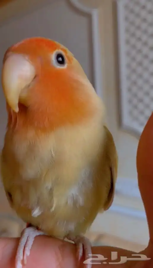 فرخ روز مفطوم 2