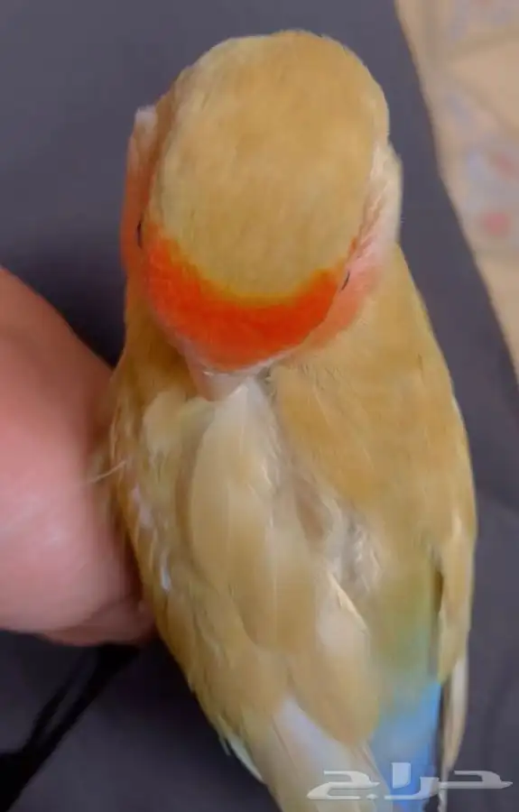 فرخ روز مفطوم 3