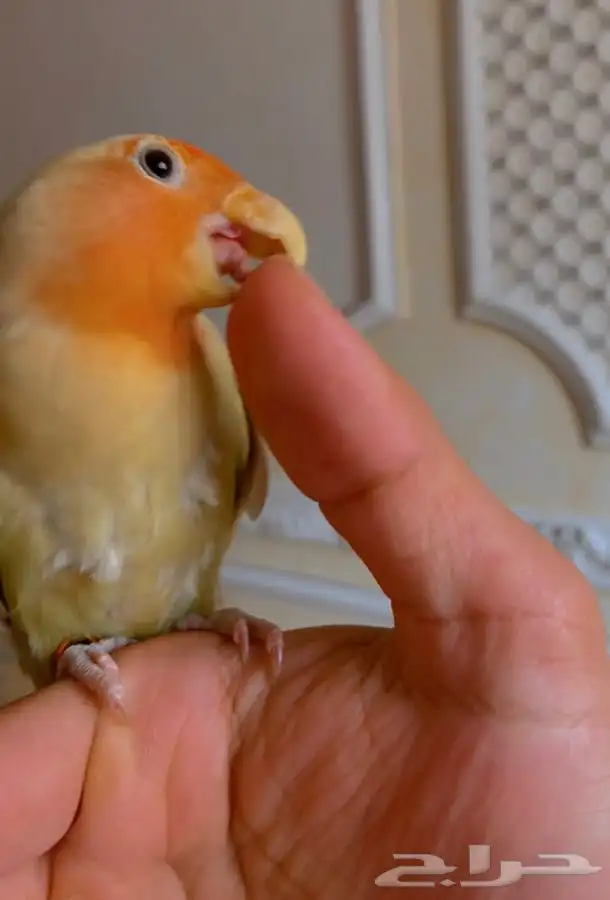 فرخ روز مفطوم 1