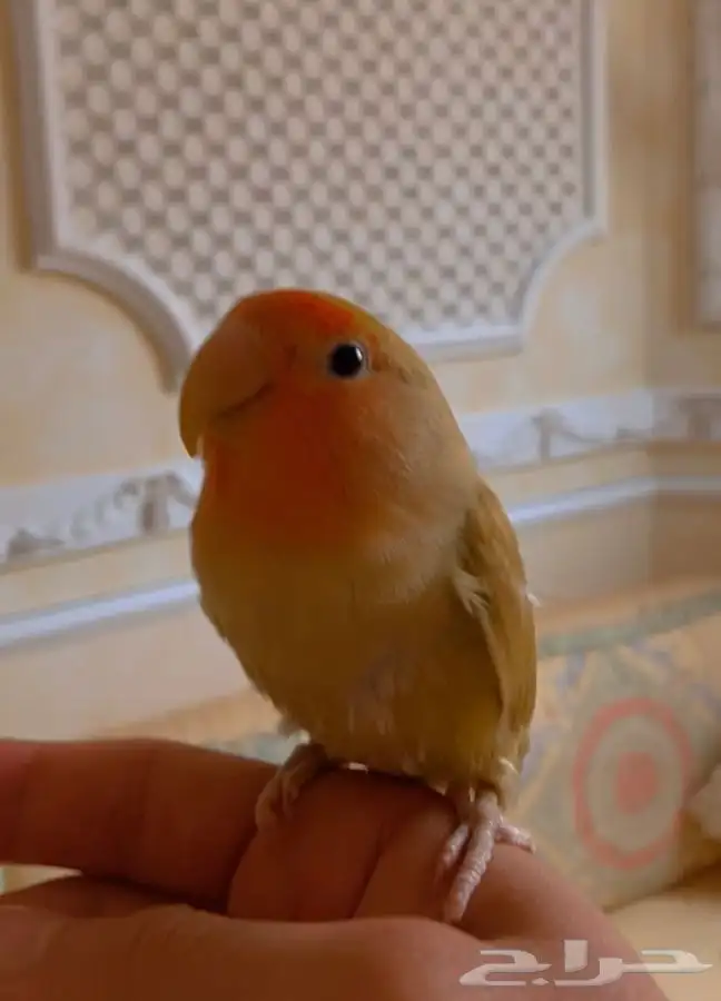 فرخ روز مفطوم 0