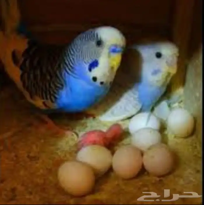 بادجي منتجه مع فروخها 5