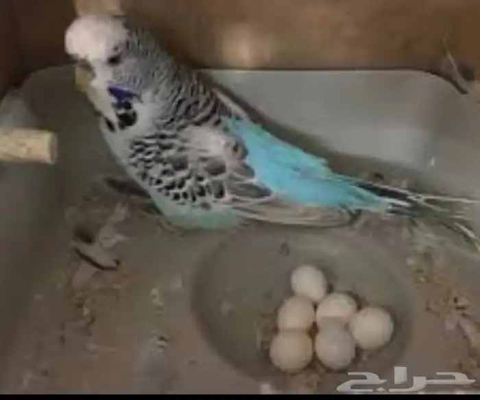 بادجي منتجه مع فروخها 6