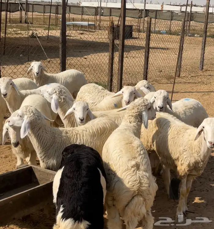 ذبيحتك لبيتك حري فاخر من الاخر 2