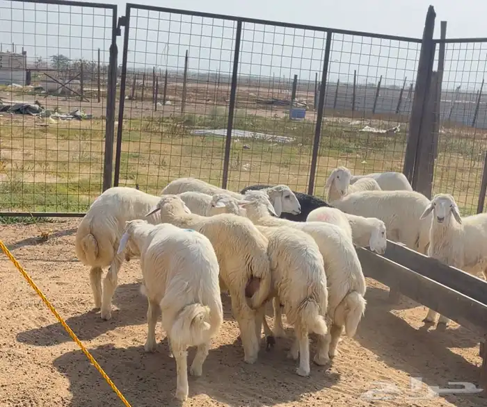ذبيحتك لبيتك حري فاخر من الاخر 1
