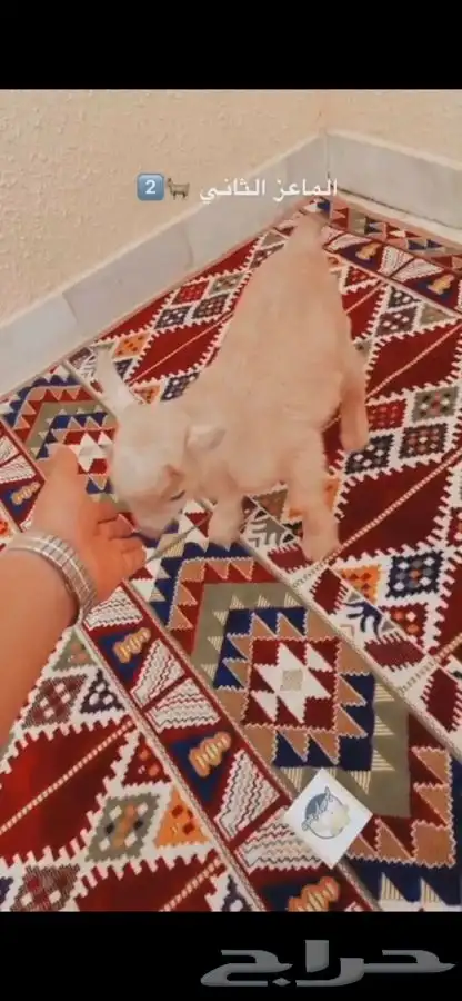 مواليد الماعز القزم 4