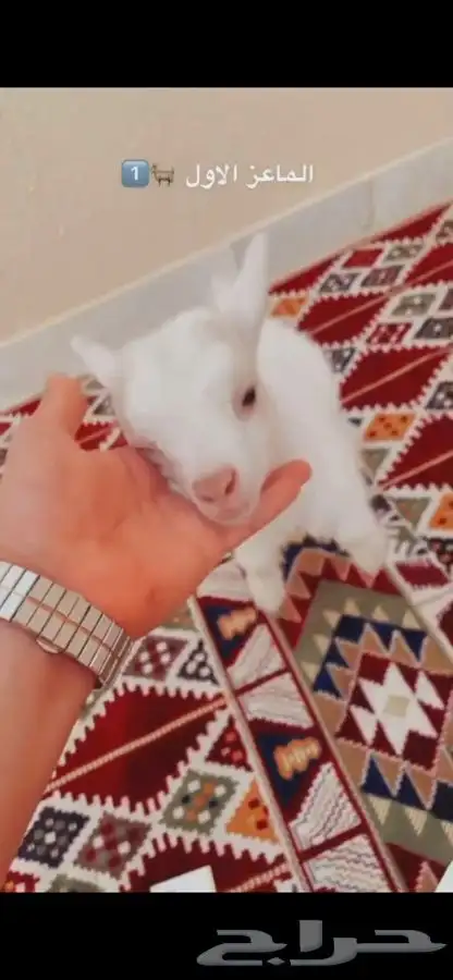مواليد الماعز القزم 3