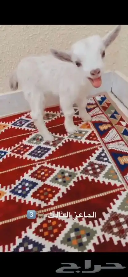 مواليد الماعز القزم 1