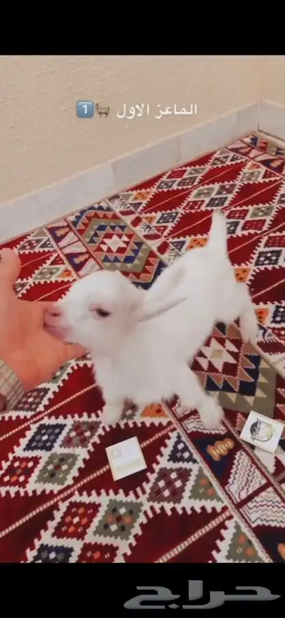 مواليد الماعز القزم 2