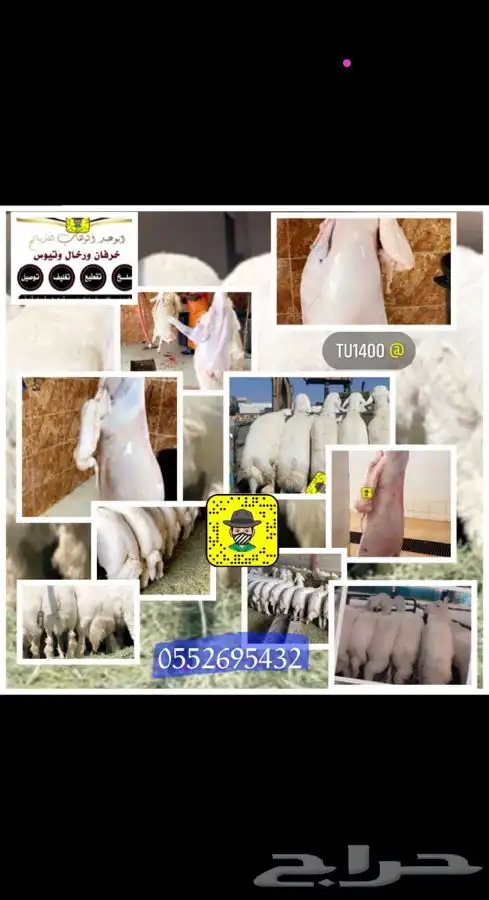 ذبايح خرفان رخال حريات مع السلخ والتوصيل 1