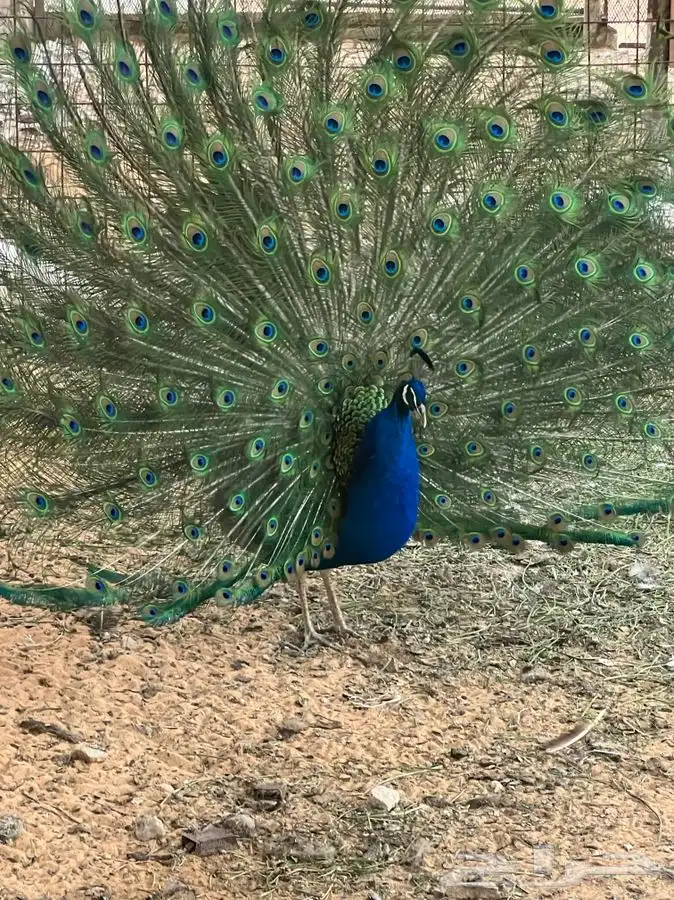 طاووس للبيع 6