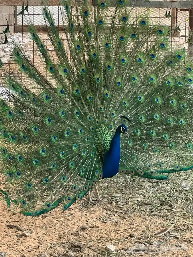 طاووس للبيع 8