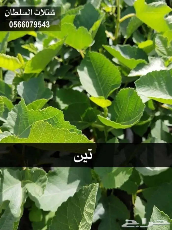 شتلات السلطان - تنفيذ المشاريع الزراعية 7