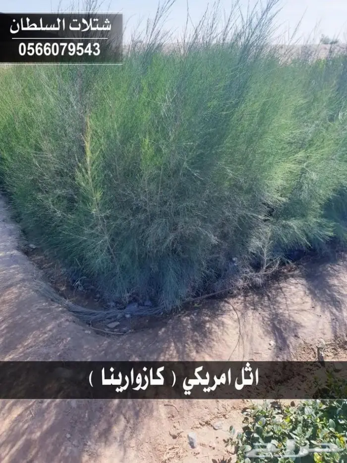 شتلات السلطان - تنفيذ المشاريع الزراعية 11