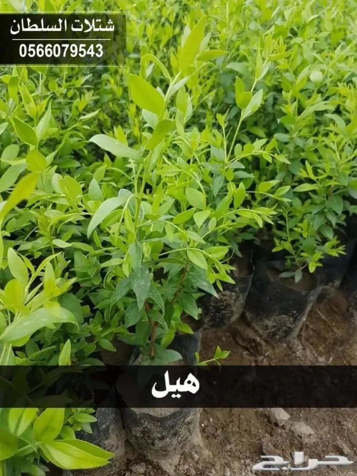 شتلات السلطان - تنفيذ المشاريع الزراعية 57