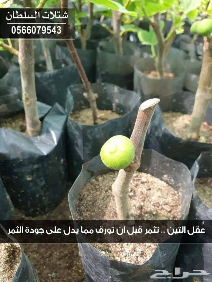 شتلات السلطان - تنفيذ المشاريع الزراعية 60