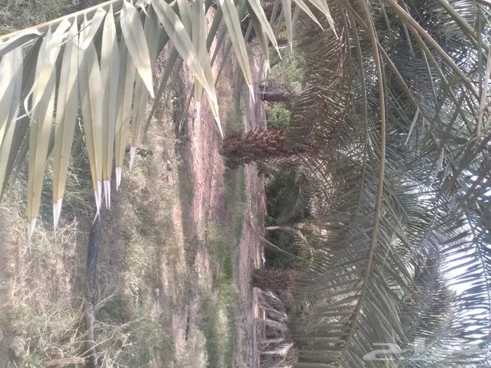 زراعه النخيل عربي واشنطني 2