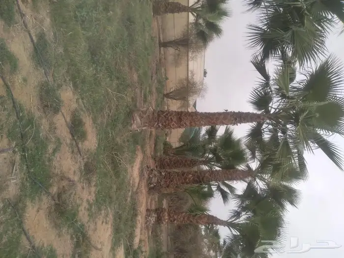 زراعه النخيل عربي واشنطني 3