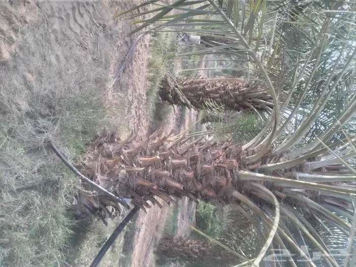 زراعه النخيل عربي واشنطني 1