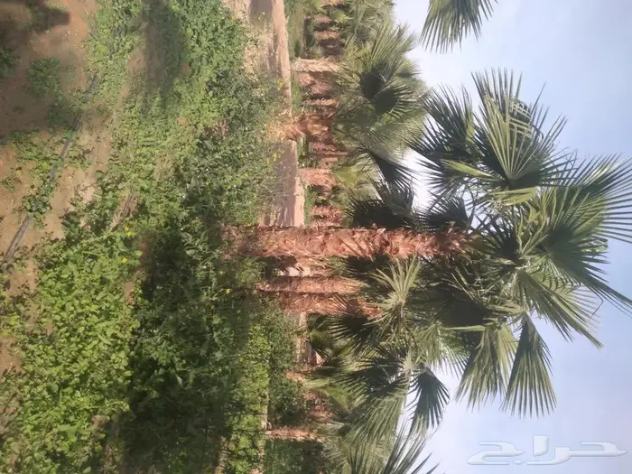 زراعه النخيل عربي واشنطني 6