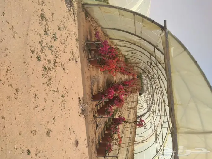 زراعه النخيل عربي واشنطني 7