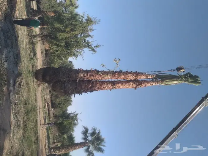 زراعه النخيل عربي واشنطني 4