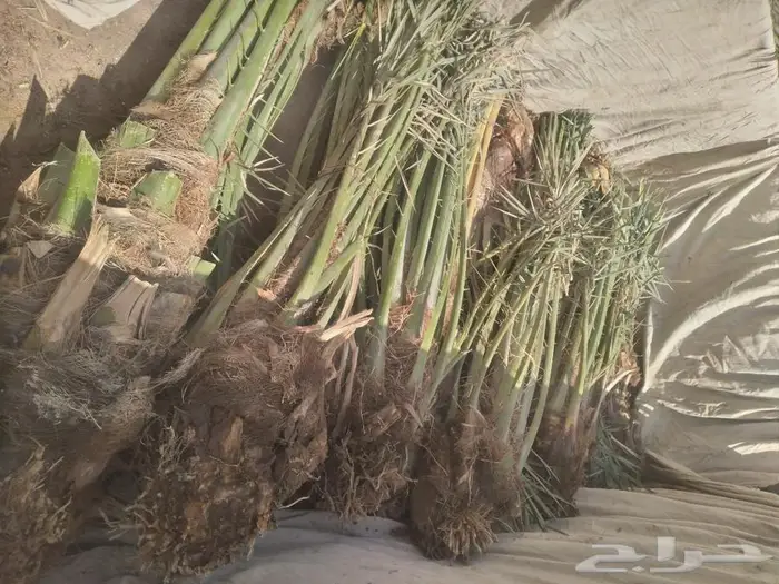 زراعه النخيل عربي واشنطني 5