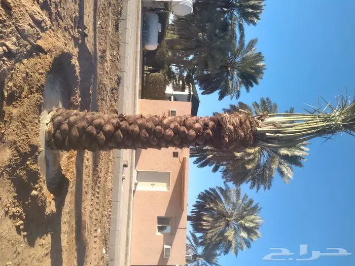 زراعه النخيل عربي واشنطني 8