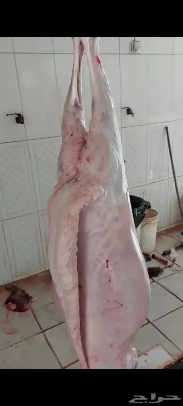 ذبايح خروف سواكني وغنم حري وطبخ مع التوصيل 0