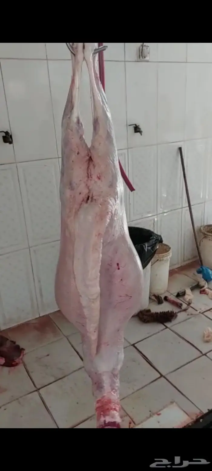 ذبايح خروف سواكني وغنم حري وطبخ مع التوصيل 1