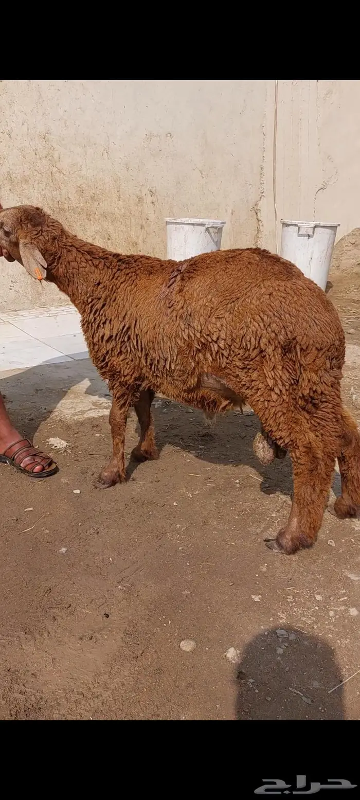 ذبايح خروف سواكني وغنم حري وطبخ مع التوصيل 3
