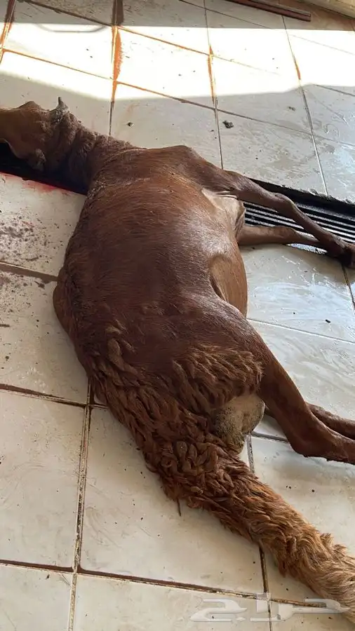 ذبايح سواكني ثلاجة عرض اليوم 1250 ثنيان وربعان لحد بيتك 4