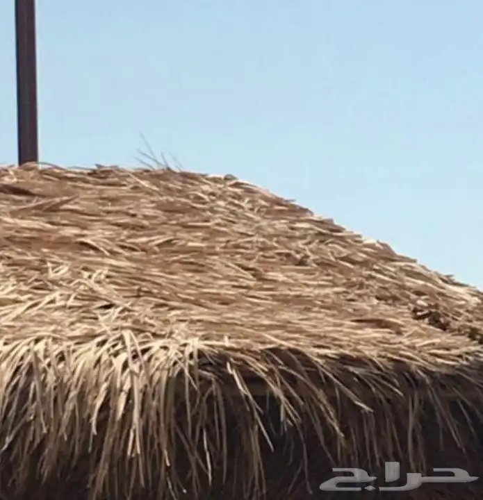 سعف نخل رولات السعف للمظلات والاحواش 7