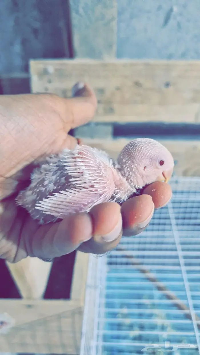 فرخ روز البينو 250 0