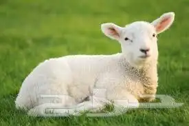 تيوس وطليان الخير 14