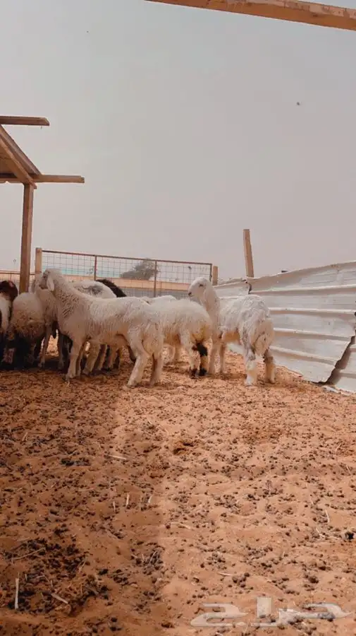 ذبايح لللبيع مع الصلخ والتوصيل 2