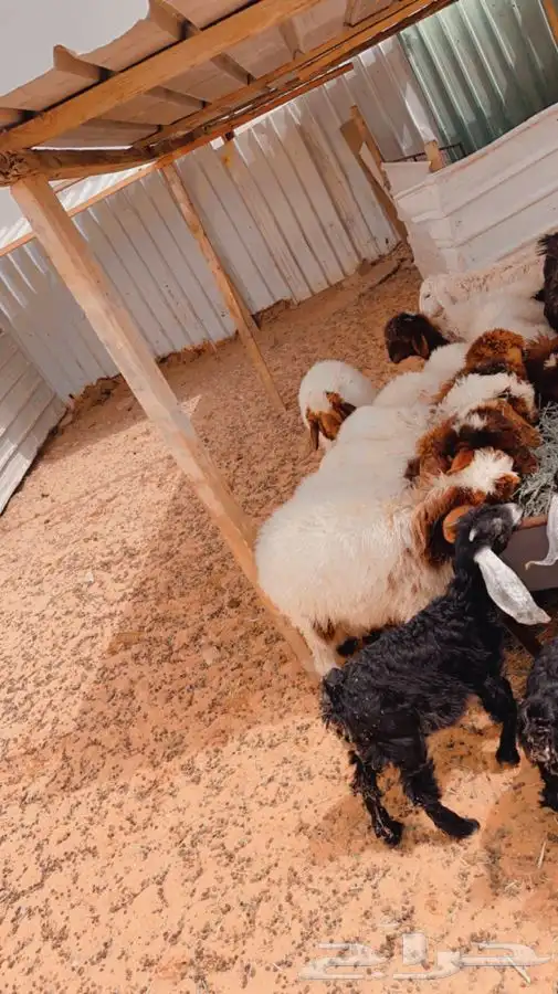 ذبايح لللبيع مع الصلخ والتوصيل 1