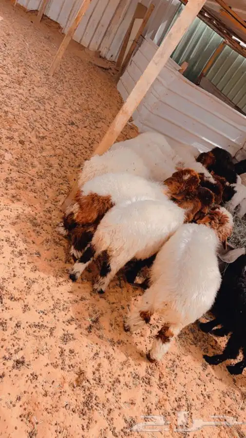 ذبايح لللبيع مع الصلخ والتوصيل 0