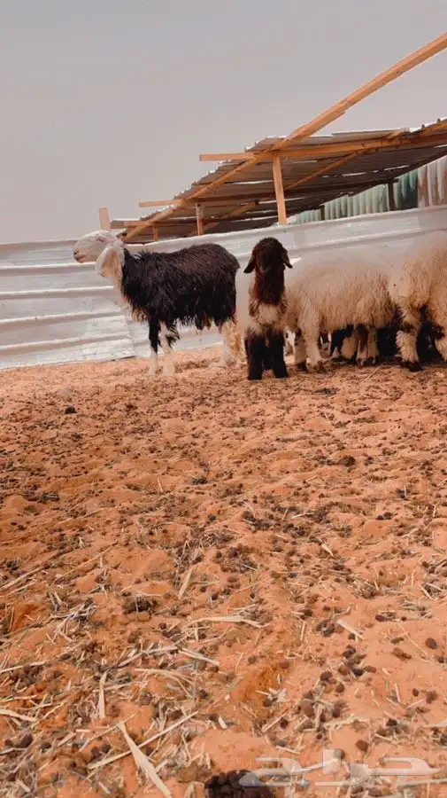 ذبايح لللبيع مع الصلخ والتوصيل 3