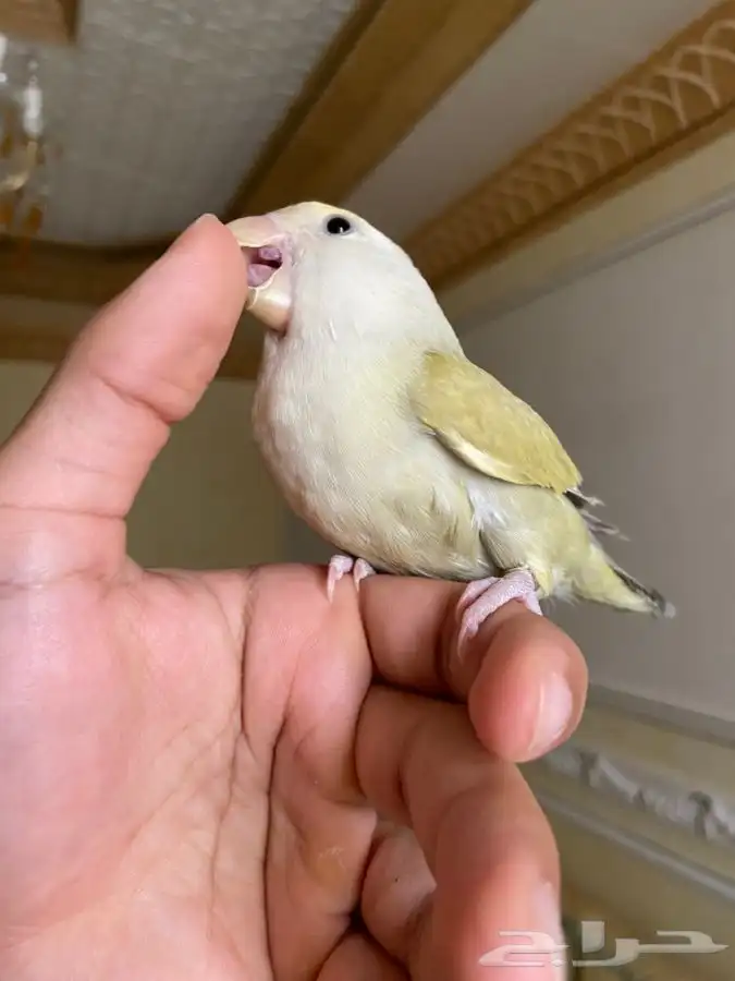 روز اليف ومفطوم 2