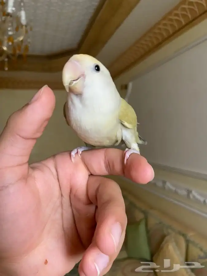 روز اليف ومفطوم 3