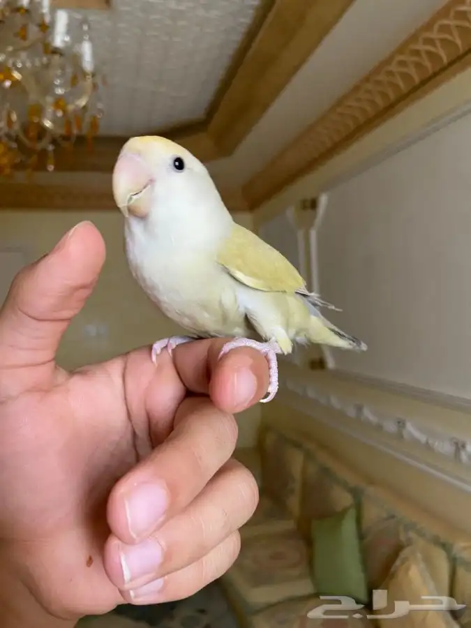 روز اليف ومفطوم 1