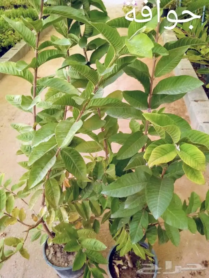شتلات زينة ومثمرة 20