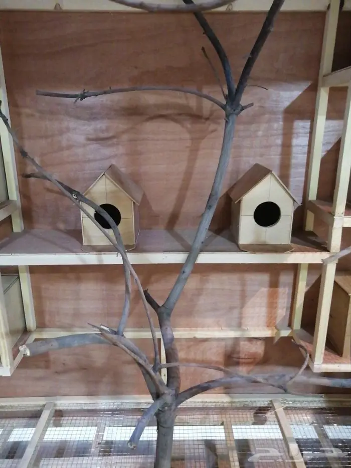 حضيرة عصافير 3