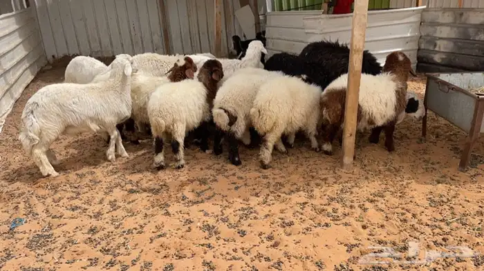 ذبايح لللبيع مع الصلخ والتوصيل 4